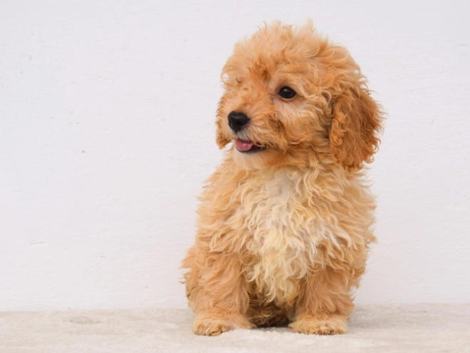 Perros Maltipoo en venta