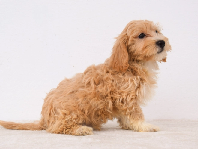 Maltipoo puppy for sale