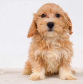 Maltipoo Welpe kaufen