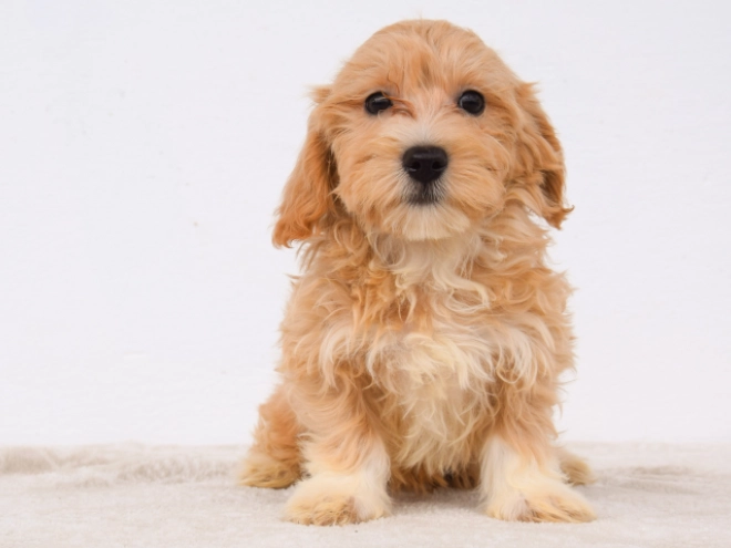 Maltipoo puppy for sale