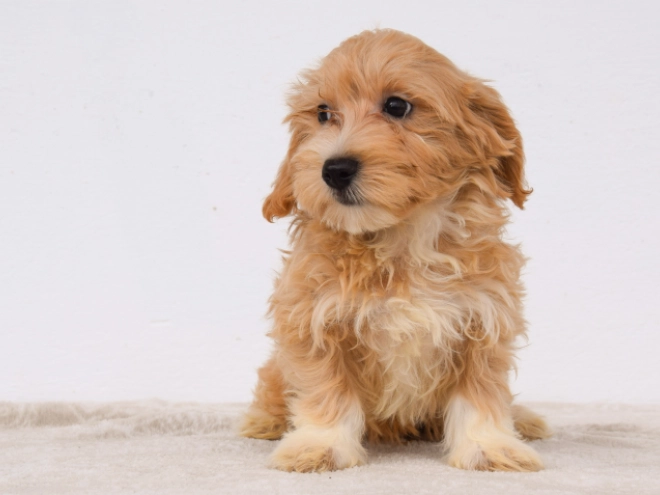 Maltipoo puppy for sale