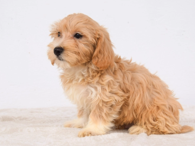 Maltipoo puppy for sale