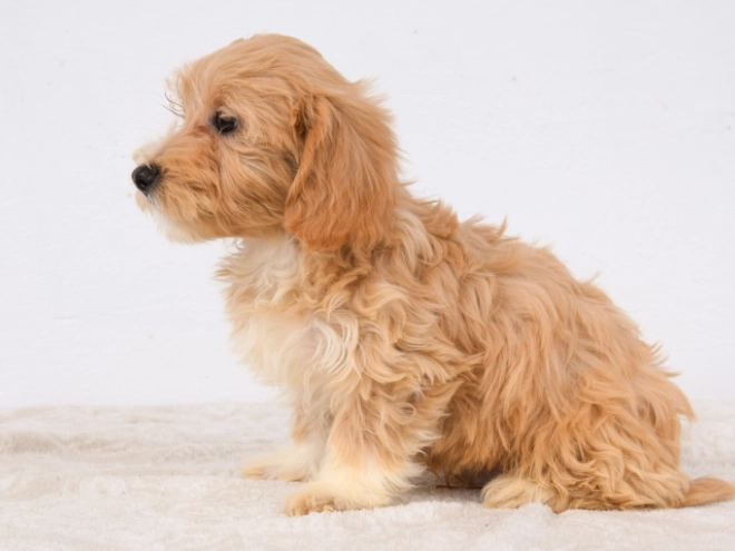 Maltipoo puppy for sale