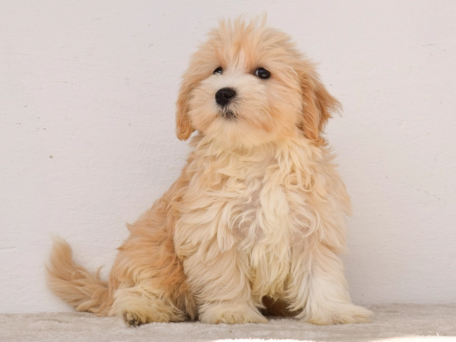 Maltipoo puppy for sale