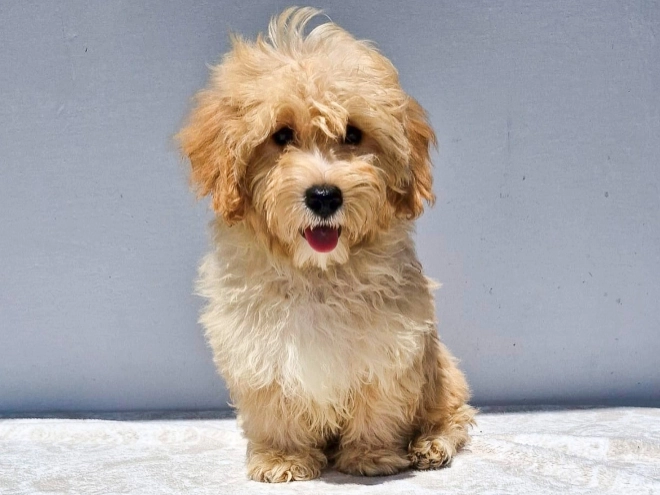 Maltipoo puppy for sale