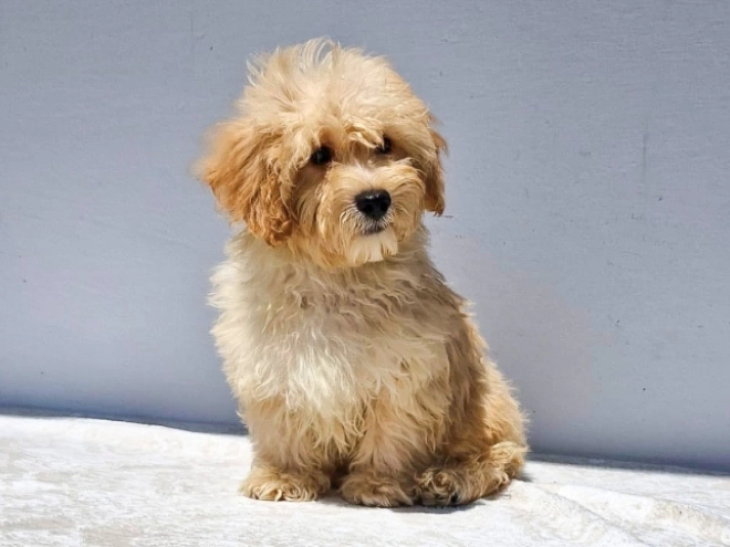 Maltipoo puppy for sale