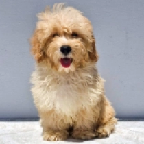 Brody, brown white Maltipoo en venta