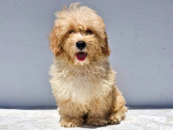 Maltipoo puppy for sale