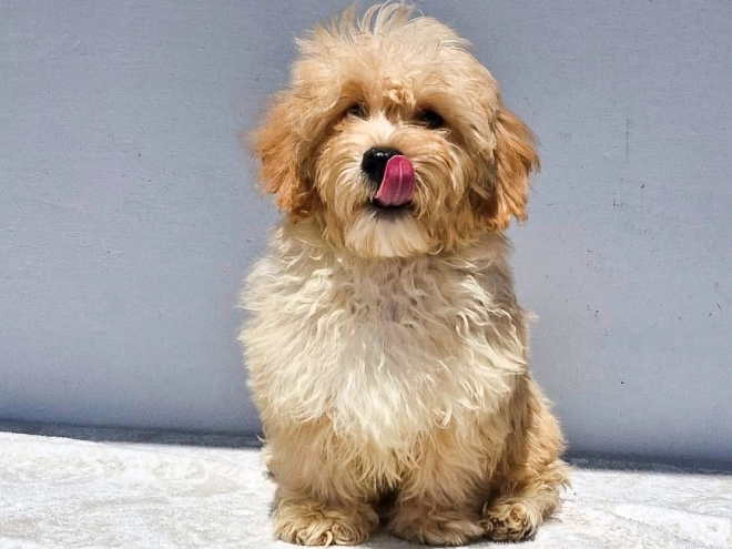 Maltipoo puppy for sale