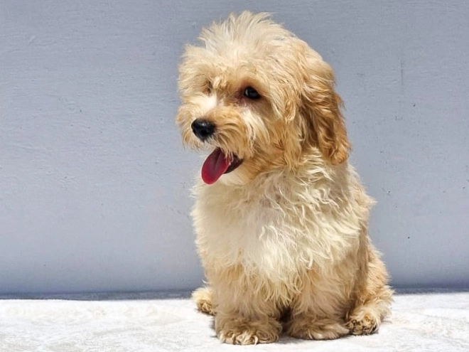 Maltipoo puppy for sale