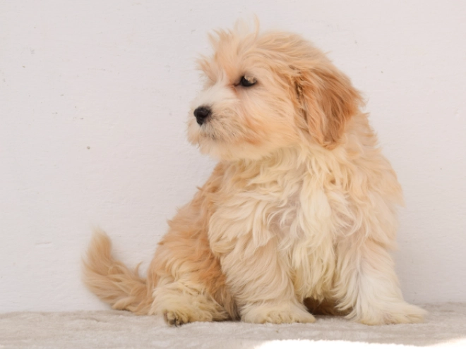 Maltipoo puppy for sale