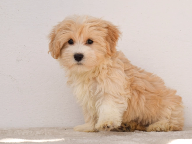 Maltipoo puppy for sale