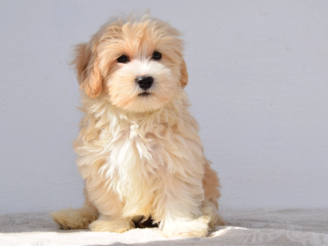 Maltipoo puppy for sale