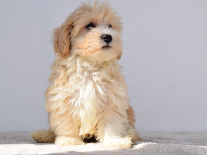 Maltipoo puppy for sale