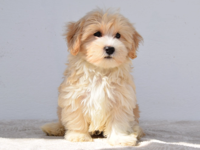 Maltipoo puppy for sale