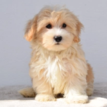 Brody, brown white Maltipoo for sale