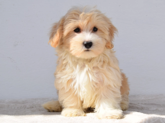 Maltipoo puppy for sale