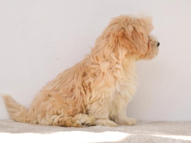 Maltipoo puppy for sale