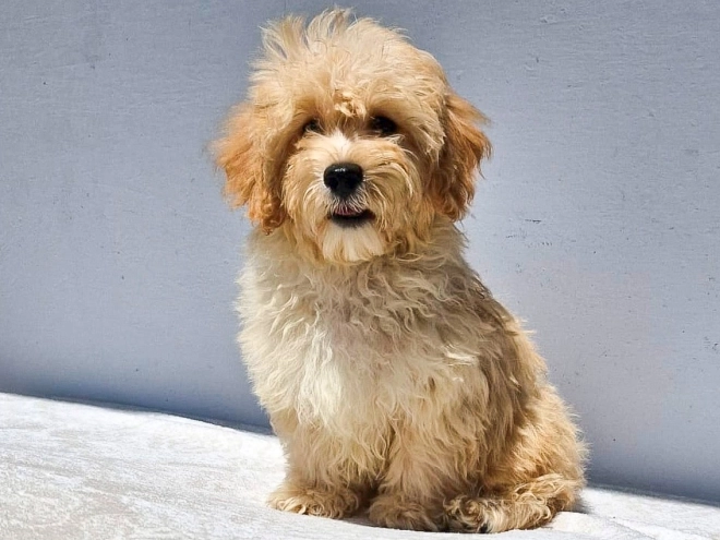Maltipoo puppy for sale