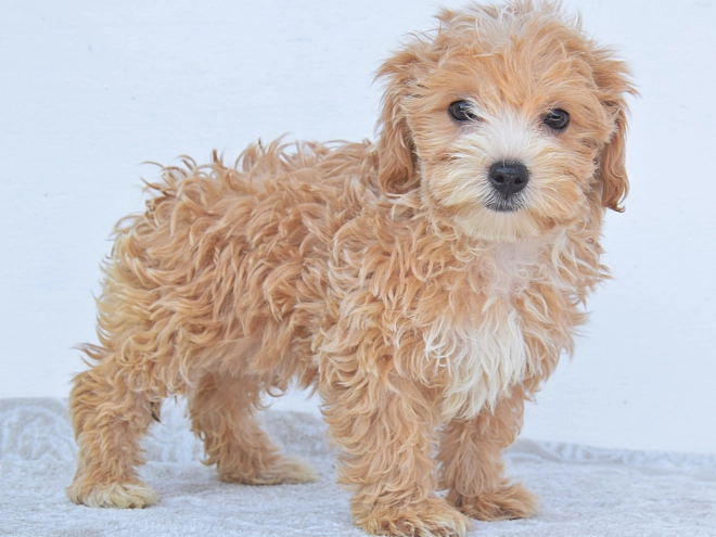 Maltipoo Welpe kaufen