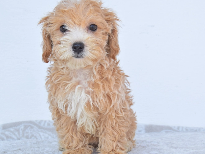 Maltipoo Welpe kaufen