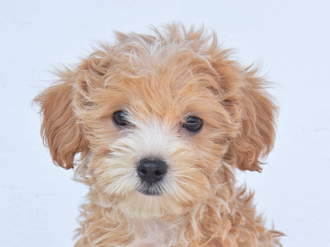 Maltipoo Welpe kaufen