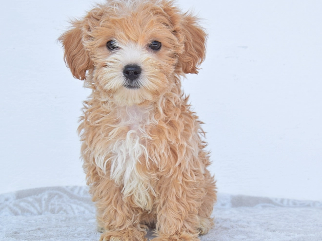 Maltipoo Welpe kaufen