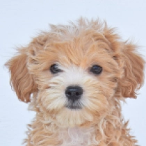 Lulu, brown Maltipoo en venta