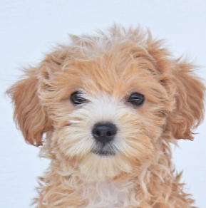 Perros Maltipoo en venta