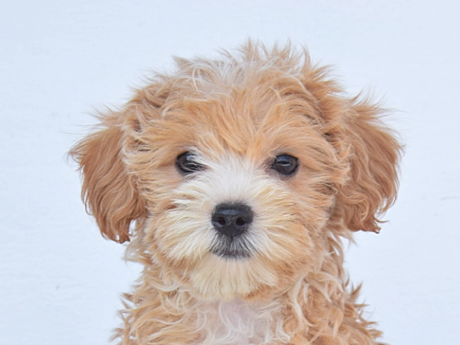 Maltipoo Welpe kaufen