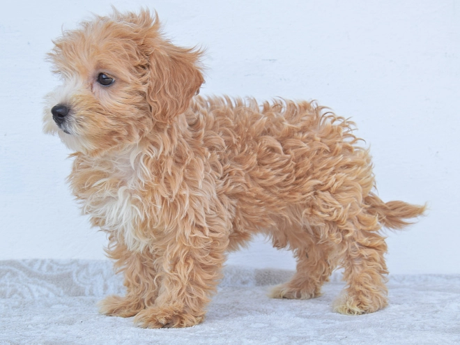 Maltipoo Welpe kaufen