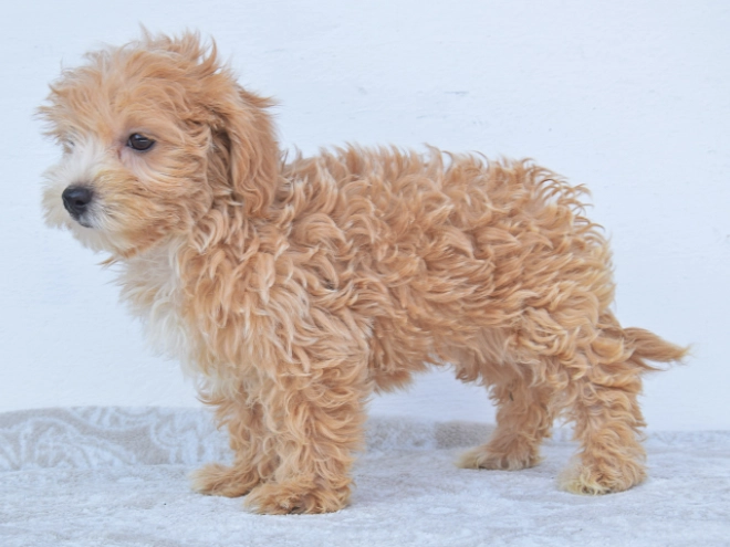 Maltipoo Welpe kaufen