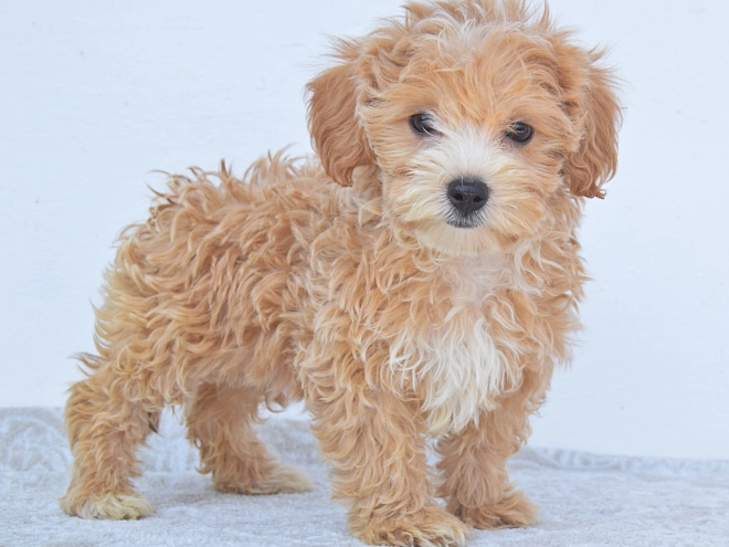 Maltipoo Welpe kaufen