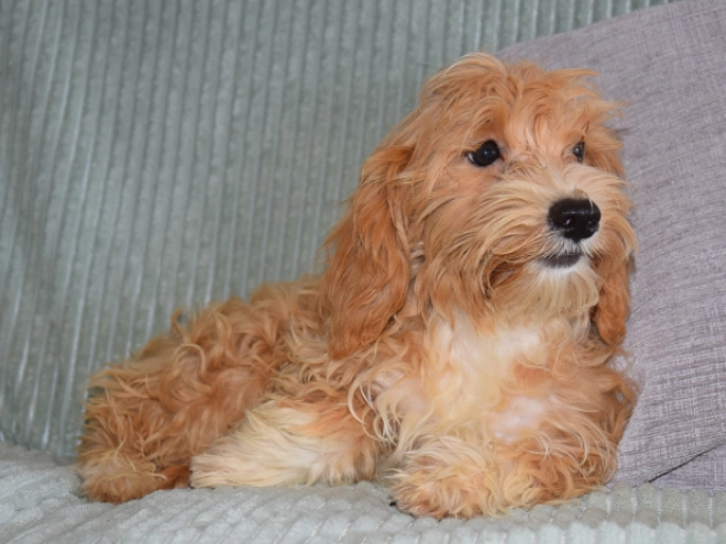 Perros Maltipoo en venta