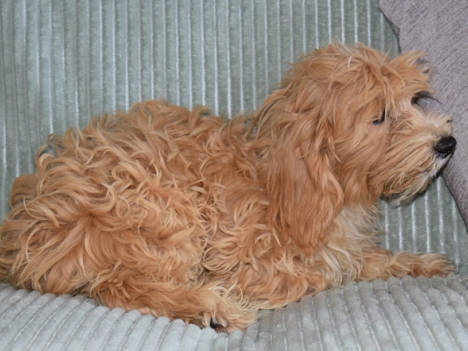 Perros Maltipoo en venta