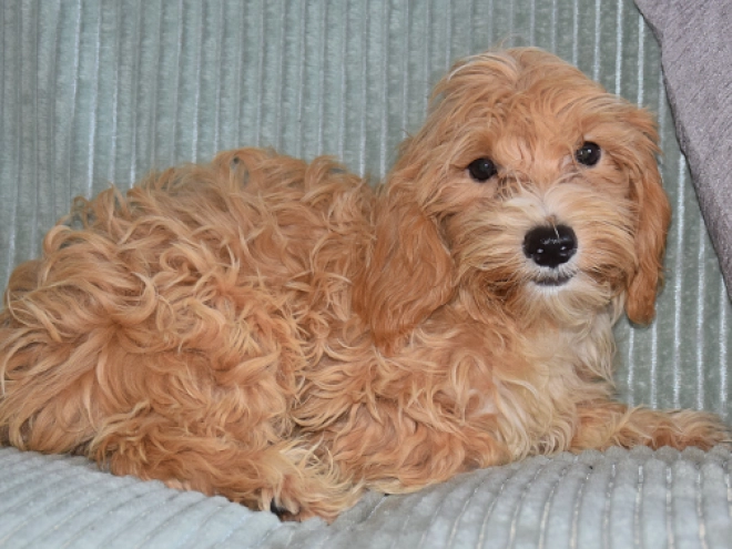 Perros Maltipoo en venta