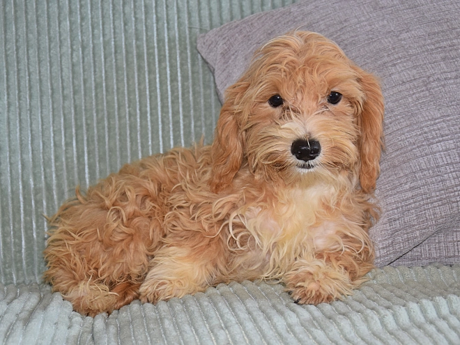 Perros Maltipoo en venta