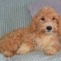 Lezee, brown Maltipoo Welpen kaufen