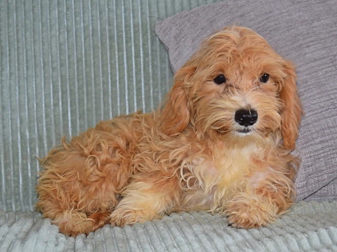 Perros Maltipoo en venta