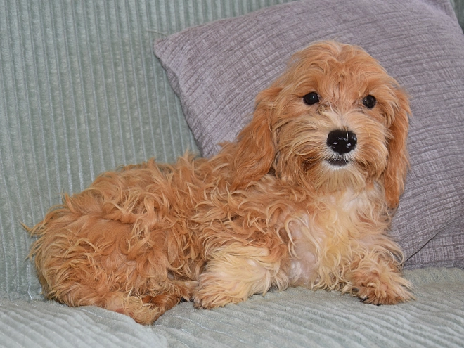 Perros Maltipoo en venta