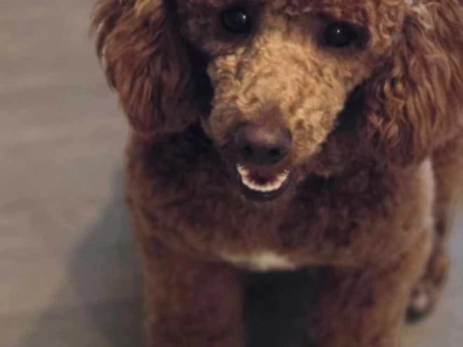 Maltipoo puppy for sale