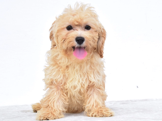 Perros Maltipoo en venta