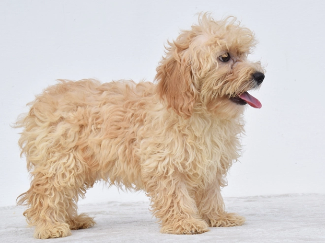 Perros Maltipoo en venta