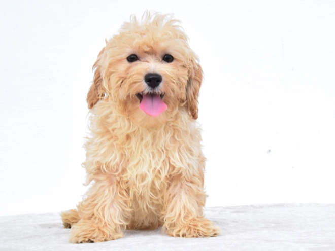 Perros Maltipoo en venta