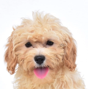 Perros Maltipoo en venta