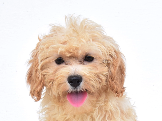 Perros Maltipoo en venta