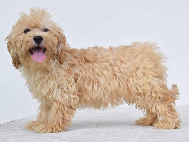 Perros Maltipoo en venta