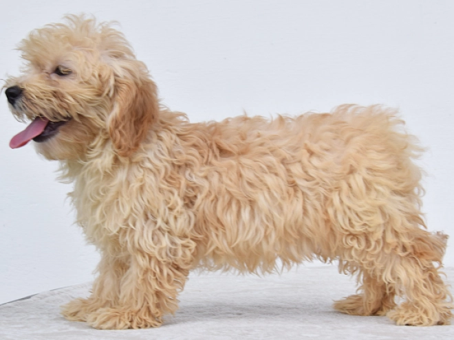 Perros Maltipoo en venta