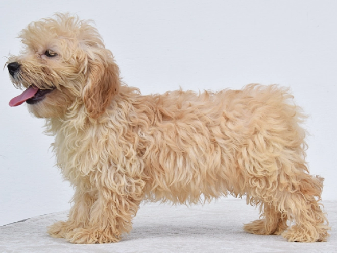 Perros Maltipoo en venta