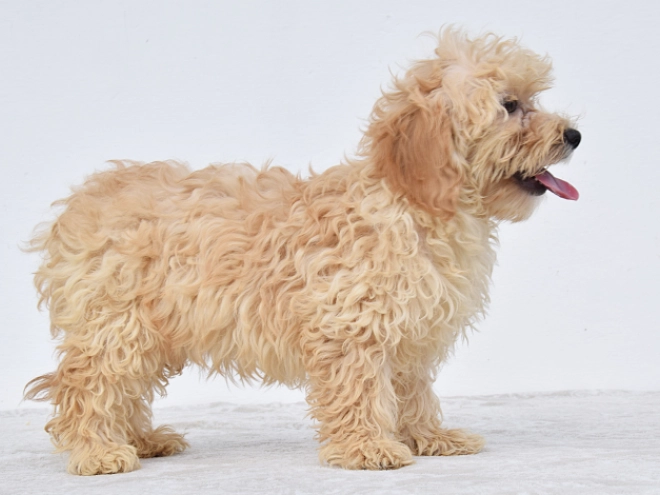 Perros Maltipoo en venta